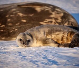 a young, cute seal pup lying next to its mother on the sea ice, looking at the camera