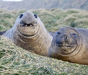 two elephant seals lying on top of a tussock grass mound, looking towards the camera