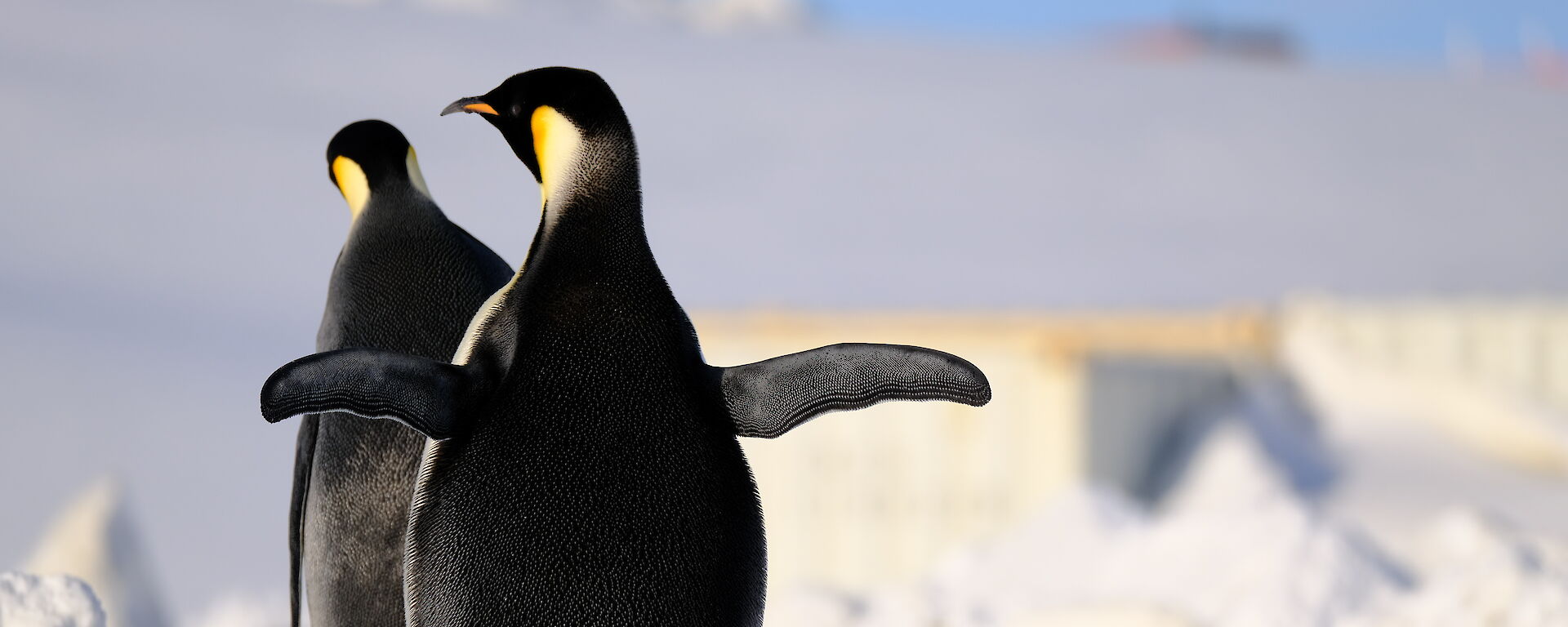 Two large penguins with their backs to the camera - walking across ice