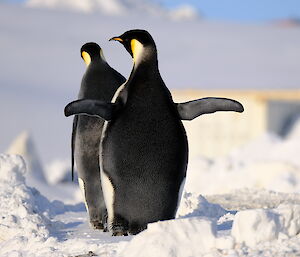 Two large penguins with their backs to the camera - walking across ice