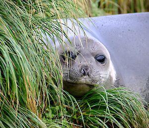 A young seal partially hidden by tussock grass peers at the camera with big wide eyes