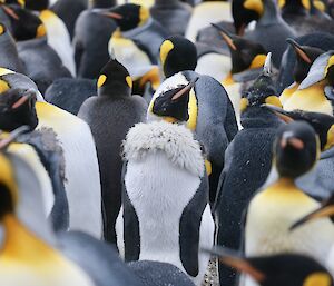 A group of large penguins in a group, with some shedding feathers on their chest