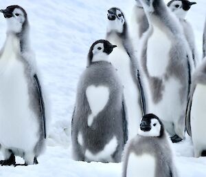 a small group of young penguin adolescents, with grey and white colouring, standing in the snow