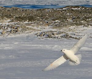 A snow petrel at full wingspan in the air, with snow and rocky outcrop in background