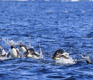 a number of penguins following each other, bobbing above the water while swimming in sea with rocky outcrop in background