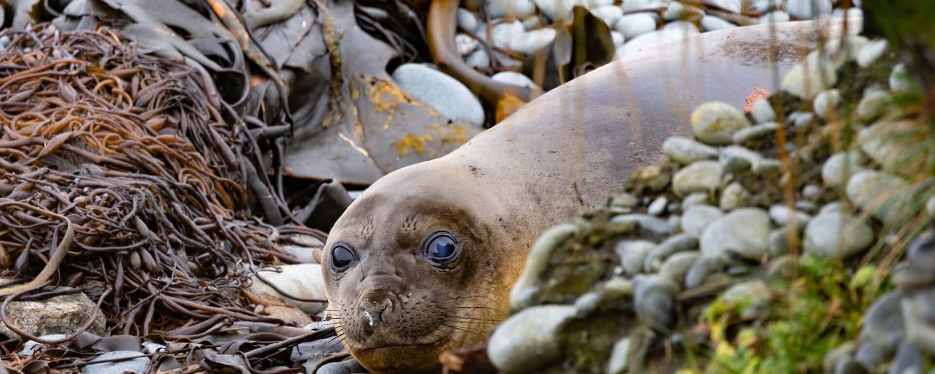 A young southern elephant seal looking at the camera