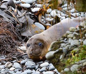 A young southern elephant seal looking at the camera