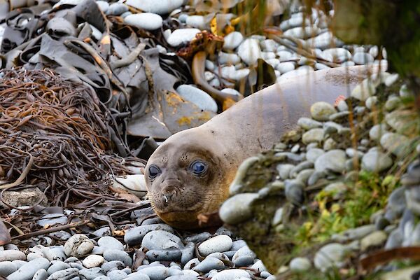 A young southern elephant seal looking at the camera