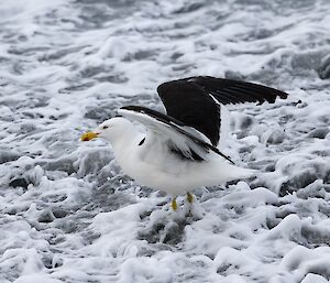 A black and white gull on the water