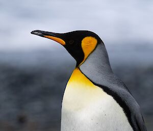 Side on shot of a beautiful black, grey, white and orange penguin.