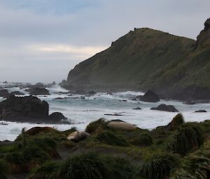 Stormy bay with elephant seals sleeping on the tussock grass