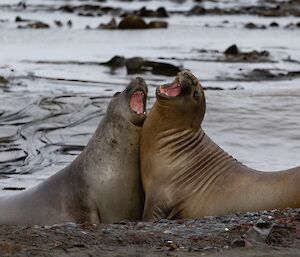 Two male elephant seals fighting on the beach