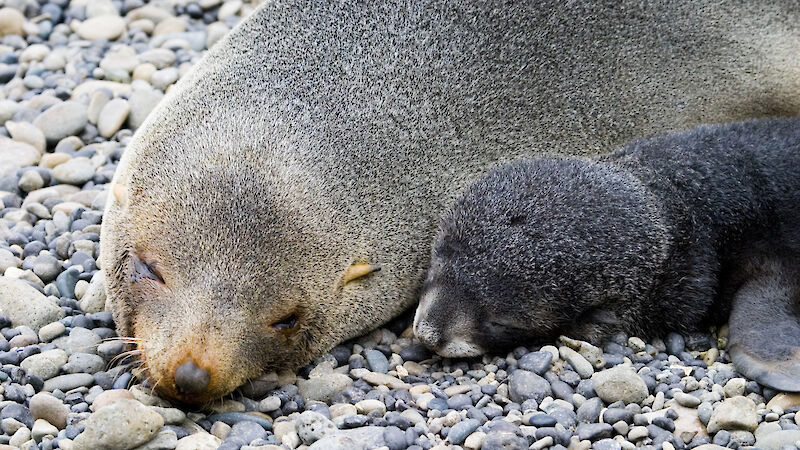 Antarctic fur seal and pup lying on the rocky beach
