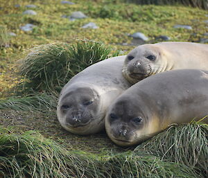 Three seals lying in a heap, surrounded by long grass