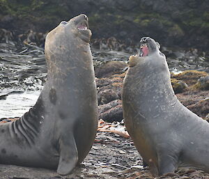Two seals fighting with mouths open
