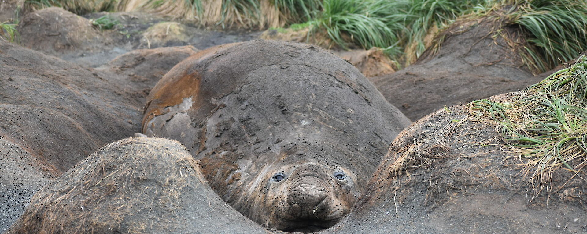 A seal wallowing in mud on Macquarie Island