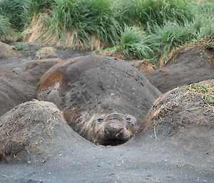 A seal wallowing in mud on Macquarie Island