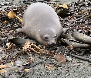 A seal lying on a beach surrounded by kelp