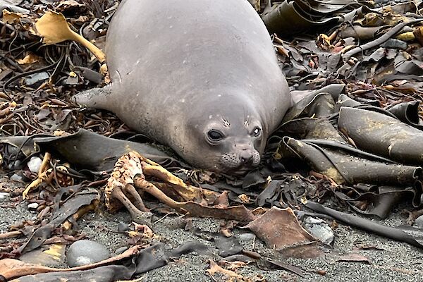 A seal lying on a beach surrounded by kelp