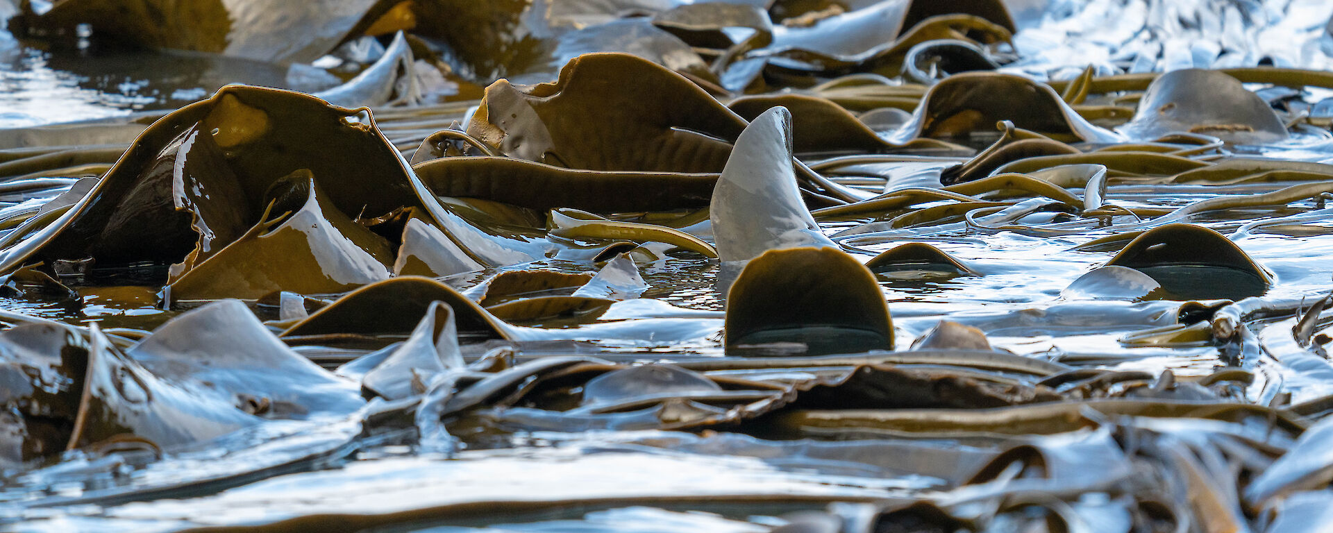 A close up photo of brown, glossy bull kelp swirling in the ocean