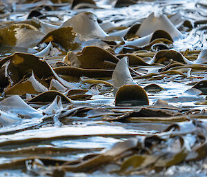 A close up photo of brown, glossy bull kelp swirling in the ocean