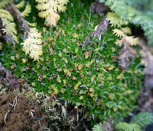 A small green cushion-like plant with tiny cup-like flowers