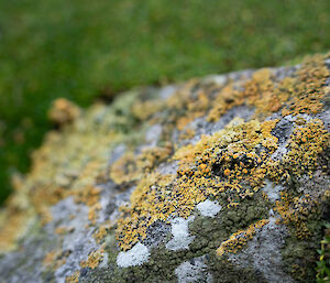 Colourful lichen in shades of orange, grey and green, on a rock
