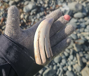 A large, curved, white tooth, in the palm of a gloved hand