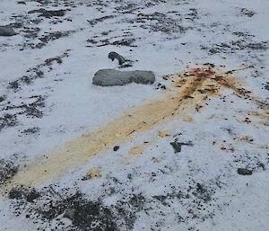 A large streak of orange-brown elephant seal poo across a snowy surface