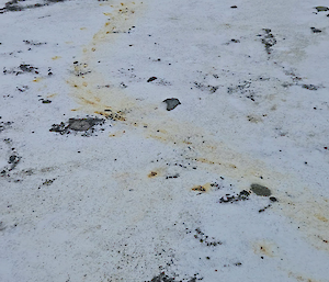 A thin streak of orange-brown elephant seal poo curving across snow-covered ground