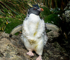 A Rockhopper penguin moulting its feathers.
