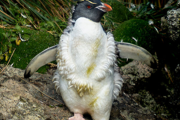 A Rockhopper penguin moulting its feathers.