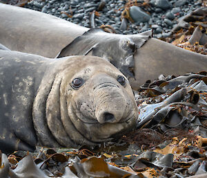 An elephant seal looking at the camera and lying in a bed of kelp