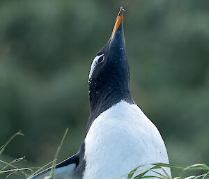 Close up of a gentoo penguin with its beak pointing towards the sky