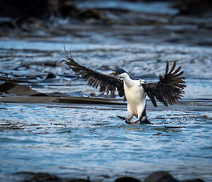 A cormorant  coming in to land, feet-first, on the surface of the ocean. Bull kelp can be seen floating on the surface of the ocean around the bird.