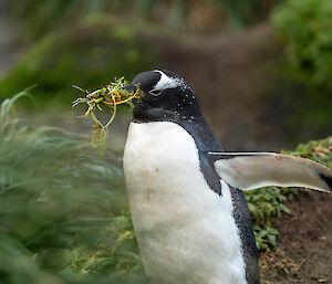 A gentoo penguin with a beak full of mossy vegetation.