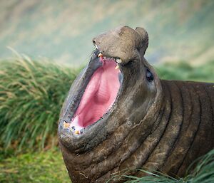 An elephant seal in tussock grass with it's pink mouth wide open as it roars.