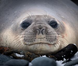 A photo of an elephant seal's peaceful face as it rests on some kelp.
