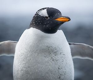 A gentoo penguin with its wings extended.