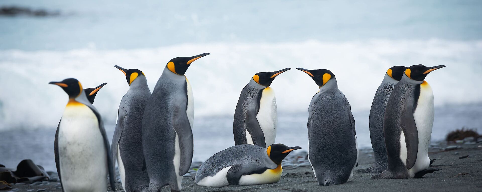 A group of king penguins on the beach near the surf.