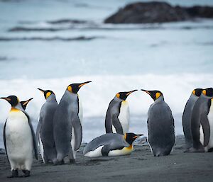 A group of king penguins on the beach near the surf.