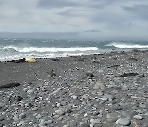 Dead seals on a grey beach