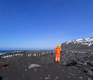 A person in orange PPE stands on a beach with dead seals and live king penguins