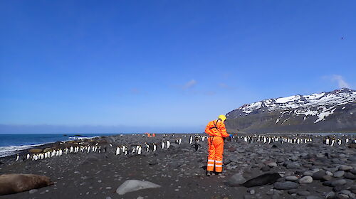 A person in orange PPE stands on a beach with dead seals and live king penguins