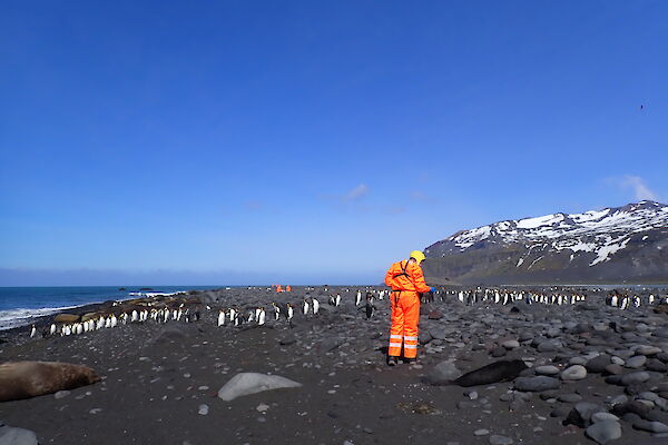 A person in orange PPE stands on a beach with dead seals and live king penguins
