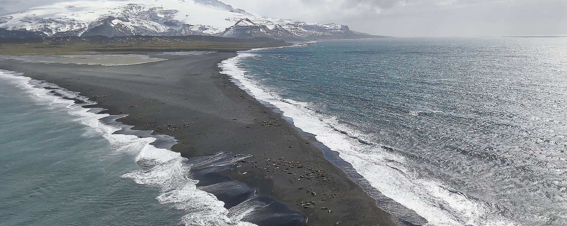 A narrow spit of grey sand stretching out in the foreground with deceased elephant seals, and a snow covered volcano in the background