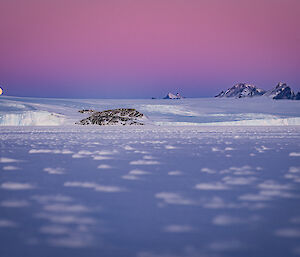 a picture from the sea ice, showing a full moon just above the purple-pink horizon, with mountains and icy coastline in background