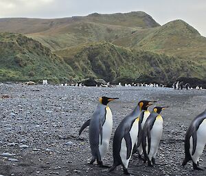 Four king penguins walking along a rocky beach.