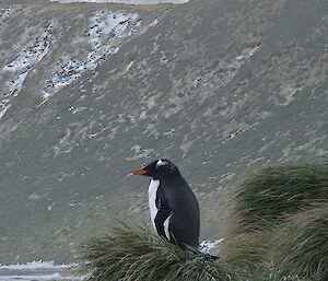 A gentoo penguin sitting on a grassy tussock. Snow capped mountains rise in the distance behind.
