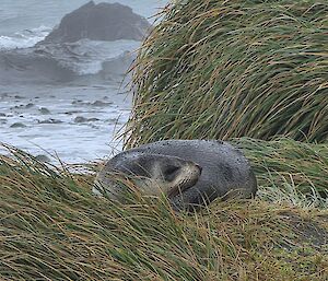 A fur seal lying in tussock grass, with the ocean behind.
